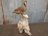 Full Body Mount Chukar