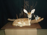 Whitetail Fawn Full Body Mount