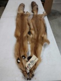 2 Red Fox Furs