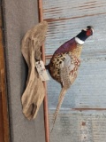 Ringneck Pheasant Full Body Mount