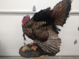 Strutting Turkey Full Body Taxidermy Mount