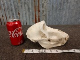 African Chacma Baboon Skull