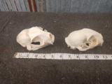 2 Nice Bobcat Skulls
