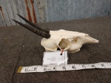 African Grey Duiker Skull