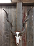 African Kudu Skull & Horns