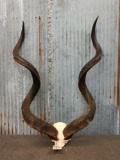 African Kudu Horns On Skull Plate