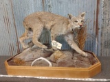 Full Body Mount Bobcat On Habitat Base