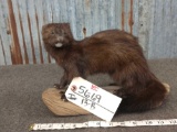 Full Body Mount Mink