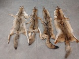 4 tanned Coyote Hides