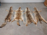 4 Tanned Coyote Skins