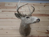 Shoulder Mount Whitetail