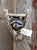 Raccoon In A Den