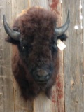 American Bison Buffalo Shoulder Mount
