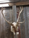 Alaskan Caribou Shoulder Mount