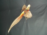 Golden Pheasant In Flight Taxidermy Mount