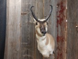 Pronghorn Antelope Shoulder Mount