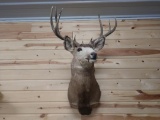 150 Class Mule Deer Mount