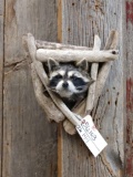 Raccoon In A Den