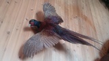 Nice Color Phase Ring-neck Flying Pheasant Mount