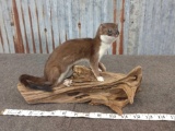 Full Body Mount Weasel