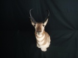 Pronghorn Antelope Shoulder Mount