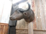 African Cape Buffalo Shoulder Mount