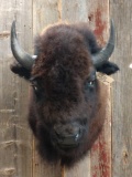 American Bison Buffalo Shoulder Mount