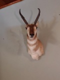 Pronghorn Antelope Shoulder Mount