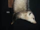 Opossum Hanging By Tail Mount