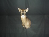 Whitetail Doe shoulder Mount