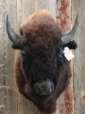 American Bison Buffalo Shoulder Mount