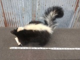 Full Body Mount Skunk