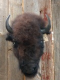 American Bison Buffalo Head Mount