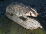 Full Body Mount Badger