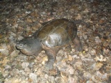 BIG Full Body Mount Snapping Turtle