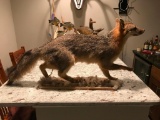 Grey Fox Full Body Mount