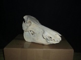 Wild Boar Skull