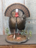 Extra Nice Full Body Mount Turkey