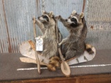 2 Full Body Mount Raccoons In A Birch Bark Canoe