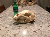 Large Black Bear Skull