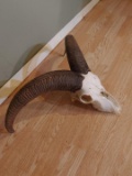 Aoudad Sheep Skull