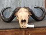 Huge African Cape Buffalo Skull