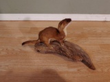 Full Body Mount Weasel On Driftwood