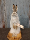 Snowshoe Rabbit Full Body Mount