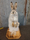 Snowshoe Rabbit Full Body Mount