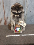 Full Body Mount Raccoon Eating Peanut Butter