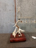 Whitetail Antler Desk/ Table Lamp