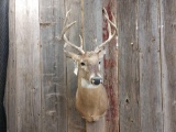 4x3 Whitetail shoulder mount