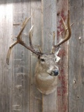 Gnarly Nontypical Whitetail Shoulder Mount