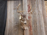 Canadian 4x4 Whitetail Shoulder Mount